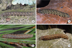 Figures 8–11. Last instar Zanclognatha. 8 Zanclognatha dentata sp. n.: NC: Haywood Co., Great Smoky Mountain National Park, Catalochee Campground, DLW Lot 2002E83, larva and photo 10 June 2002. 9 Zanclognatha dentata sp. n.: NJ: Atlantic Co., Egg Harbor Township, Abescon Creek, female (mother) 15 July 2002; photo: 24 August 2002, DLW Lot 2002G117 10 Zanclognatha martha. NY: Clinton Co., Clintonville, Dry Bridge Road, N44°28'14", W73°36'15", 660ft, larva 25 June, 2008, on Pinus rigida, DLW Lot 2008F200 11 Zanclognatha protumnusalis. CT: New London Co., Griswold, Hopeville Pond State Park, female 10 August, 1997, image November 1997, Fred Hohn lot number F263.