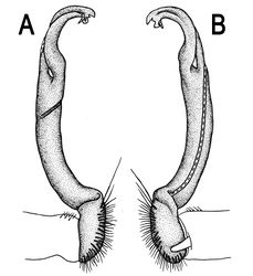 Figure 3. Orthomorpha beaumontii (Le Guillou, 1841), ♂ syntype of Orthomorpha hydrobiologica spinala Attems, 1932. A, B right gonopod, lateral and mesal views, respectively.