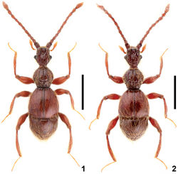 Figures 1–2. Male habitus of Intestinarius spp. 1 Intestinarius guangdongensis 2 Intestinarius longiceps. Scales: 1.0 mm.