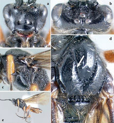 Figure 13. Crassomicrodus olgaesp. n. Female a anterior view of head, arrows indicate a median elevation in trapezoidal shape with two weakly defined tubercles b dorsal view of head c lateral view of mesosoma d dorsal view of mesosoma, arrow indicates notauli impressed e female habitus.