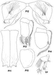 Figure 7. Dubinectes infirmus sp. n. Paratype male (ZMH 42970). Pleopods 1-5, right uropod.