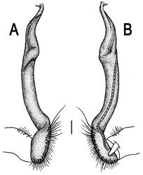 Figure 6. Orthomorpha coarctata (De Saussure, 1860), ♂ from Mueang Kamphaeng Phet Distr., Thai Restaurant. A, B right gonopod, lateral and mesal views, respectively.Scale bar: 0.2 mm.