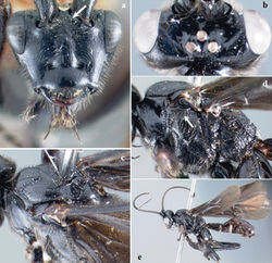 Figure 5. Crassomicrodus divisus. Female a anterior view of head, arrow indicates a median pyramidal-shaped elevation b dorsal view of head c. dorsal view of mesosoma d lateral view of mesosoma, arrow indicates subalar lobe separated from mesopleuron by wide groove e. female habitus.