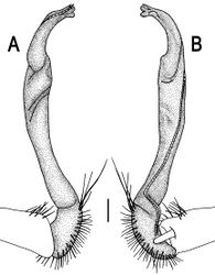 Figure 61. Orthomorpha murphyi Hoffman, 1973, ♂. A, B right gonopod, lateral and mesal views, respectively. Scale bar: 0.2 mm.