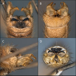 Figure 25. Acomoptera vockerothi sp. n., male genitalia, images: A dorsal view [691246] B ventral view [691247] C lateral view [691248] D posterior view [691249]. Scale line = 0.1 mm.