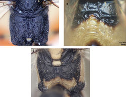 Figures 1–3. Propodeum of neotropical species of Arotes, posterodorsal view. 1. Arotes facialis, 2. Arotes ucumari sp. n., 3. Arotes pammae.