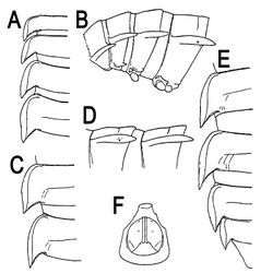 Figure 1. Orthomorpha beaumontii (Le Guillou, 1841), ♀ holotype. A, B segments 2–5, dorsal and lateral views, respectively C, D segments 10 and 11, dorsal and lateral views, respectively E segments 16–20, dorsal view F posterior part of body, ventral view (after Jeekel 1963[11]).