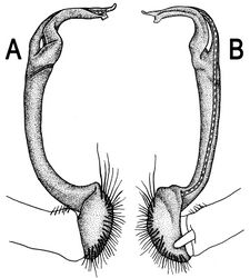 Figure 10. Orthomorpha arboricola (Attems, 1937), ♂ lectotype. A, B right gonopod lateral and mesal views, respectively.