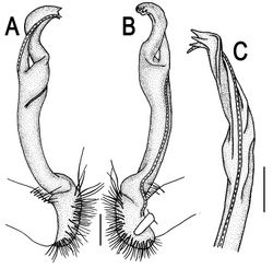 Figure 54. Orthomorpha zehntneri Carl, 1902, ♂ syntype. A–C right gonopod, lateral, mesal and subcaudal views, respectively.Scale bar: 0.2 mm.