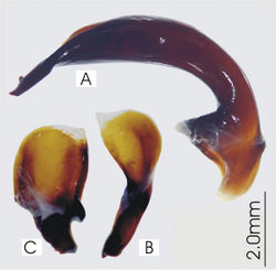 Figure 18. Male aedeagus of Abacoleptus carinatus A right lateral view B right paramere C left paramere.