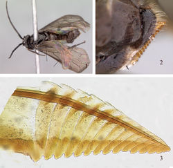 Figures 1–3. Trichiocampus pruni 1 Dorsolateral view; left line points to basal anal cell; right line to position of M joining Sc+R 2 Sheath and ovipositor 3 Lancet.