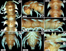 Figure 57. Orthomorpha murphyi Hoffman, 1973, ♂ holotype. A, B anterior part of body, dorsal and lateral views, respectively C, D segments 10 and 11, dorsal and lateral views, respectively E–F posterior part of body, lateral, dorsal and ventral views, respectively H, I sternal cones between coxae 4, subcaudal and sublateral views, respectively.