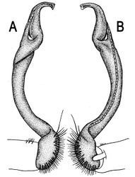 Figure 42. Orthomorpha scabra Jeekel, 1964, ♂ lectotype. A, B right gonopod, lateral and mesal views, respectively.