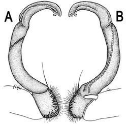 Figure 63. Orthomorpha melischi Golovatch, 1997, ♂ holotype. A, B right gonopod, lateral and mesal views, respectively.