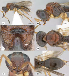 Figures 25–30. 66Paridris bunun sp. n., female holotype (OSUC 262237) 25 Lateral habitus26 Head and mesosoma, lateral view27 Propodeum, posterodorsal view28 Head and mesosoma, dorsal view29 Head, anterior view30 Metasoma, dorsal view. Scale bars in millimeters.