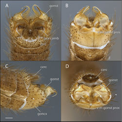 Figure 2. Acomoptera crispa sp. n., male genitalia, images: A dorsal view [691235] B ventral view [691236] C lateral view [691237] D posterior view [691237]. Scale line = 0.1 mm. Abbreviations: cerc cercus epandepandrium gcx comb gonocoxal comb goncx gonocoxites gonst gonostylus v m gonst proc ventromedial gonostylus process.