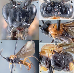 Figure 3. Crassomicrodus clypealis sp. n. Female a anterior view of head, arrows indicate a median pyramidal-shaped elevation with two weakly defined tubercles, ventrolateral margin of clypeus, and tentorial pit b dorsal view of head, arrow indicates frons deeply excavated with a pair of microfoveolate grooves c female habitus d dorsal view of mesosoma, arrows indicate impressed notauli e lateral view of mesosoma, arrow indicates subalar lobe separated from mesopleuron by narrow groove.