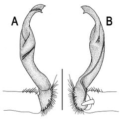 Figure 12. Orthomorpha picturata sp. n., ♂ holotype. A, B right gonopod, lateral and mesal views, respectively. Scale bar: 0.5 mm.