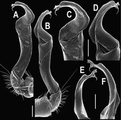 Figure 35. Orthomorpha suberecta sp. n., ♂ holotype. A, B right gonopod, mesal and lateral views, respectively C-F distal part of right gonopod, mesal, lateral, suboral and subcaudal views, respectively. Scale bar: 0.2 mm.