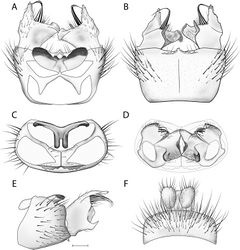 Figure 26. Acomoptera vockerothi sp. n., male genitalia, illustrated: A gonopods, dorsal view [691252] B gonopods, ventral view [691253] C gonocoxites, with gonostyli removed, posterior view D gonostyli, posterior view [691255] E gonopods, lateral view [691254] F epandrium, dorsal view [691251]. Scale line = 0.1 mm.