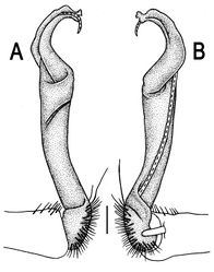 Figure 36. Orthomorpha suberecta sp. n., ♂ holotype. A, B right gonopod, lateral and mesal views, respectively. Scale bar: 0.2 mm.