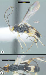 Figure 17. Camptothlipsis annemariae sp. n. a lateral habitus b dorsal habitus.