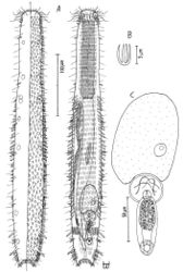 Figure 15. Tetranchyroderma sinaiensis sp. n. A dorsal and ventral views of a mature adult (Lt=423, LPh=146 µm) from the Na’ama Bay, S. Sinai, Egypt; dorsal with tetrancrous surface (over half of the body), dorsal and lateral body cilia, and dorsolateral adhesive tubes; ventral with digestive and reproductive tracts, oyher adhesive tubes, and the locomotor ciliary band B dorsal tetrancre C caudal organ, frontal organ and ovum; B. and C. with separate scale bars.