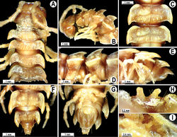 Figure 41. Orthomorpha scabra Jeekel, 1964, ♂ lectotype. A, B anterior part of body, dorsal and lateral views, respectively C, D segments 10 and 11, dorsal and lateral views, respectively E-F posterior part of body, lateral, dorsal and ventral views, respectively H, I sternal cones between coxae 4, subcaudal and sublateral views, respectively.
