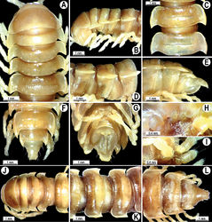 Figure 43. Orthomorpha rotundicollis Attems, 1937, ♂ lectotype (A–I), ♀ (J–L) of Pratinus rotundicollis Attems, 1937. A, B, J anterior part of body, dorsal, lateral and dorsal views, respectively C, D, K segments 10 and 11, dorsal, lateral and dorsal views, respectively E–G, L posterior part of body, lateral, dorsal, ventral and dorsal views, respectively H, I sternal cones between coxae 4, subcaudal and sublateral views, respectively.