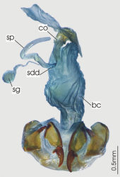 Figure 32. Female reproductive tract, ventral view. Abacophrastus megalops, bc. bursa copulatrix, co. common oviduct, sdd. spermatheca digitiform diverticula, sg. spermatheca gland, sp. spermatheca.