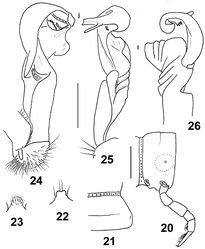 Figures 20–26. Eustrongylosoma curtipes sp. n., holotype. 20 segment 10, lateral view 21 right half of segment 10, dorsal view 22 tip of epiproct, dorsal view 23 sternal lobe between coxae 4, caudal view 24–26 left gonopod, mesal, sublateral and subdorsal views, respectively. Scale bars: 0.5 (20–23) and 0.3 mm (24–26).