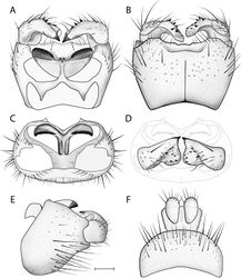 Figure 14. Acomoptera echinosa sp. n., male genitalia, illustrated: A gonopods, dorsal view [691284] B gonopods, ventral view [691285] C gonocoxites, with gonostyli removed, posterior view D gonostyli, posterior view [691287] E gonopods, lateral view [691286] F epandrium, dorsal view [691283]. Scale line = 0.1 mm.