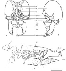 Figure 3. Heteromphrale cyanops (Edwards). Male genitalia: A dorsal view B same lateral view. Female genitalia: C lateral view, with tergite 8 cut away. Scale line = 0.2 mm. Abbreviations: d distiphallus e epandrium g gonocoxite ga gonocoxal apodeme gs gonostylus h hypandrium hy hypoproct lab lateral aedeagal bulb va ventral apodeme of parameral sheath A1 acanthophorite spines f furca s spermatheca sd spermathecal duct ss spermathecal sac s8 sternite 8 s10 sternite 10 t8 tergite 8 t9+10 tergites 9 and 10.