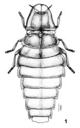 Figure 1. Female dorsal habitus of Pyrocoelia prolongata Jeng and Lai.