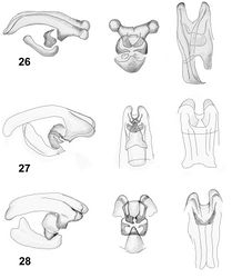 Figures 26–28. Internal sacs of aedeagi of Lilioceris species (lateral, frontal and dorsal views), 26 Lilioceris impressa 27 Lilioceris laosensis 28 Lilioceris malabarica.