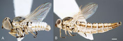 Figure 7. Heteromphrale chilensis (Kröber): A male, lateral view 579931 B female, lateral view morphbank 579924. Scale line = 0.25 mm.