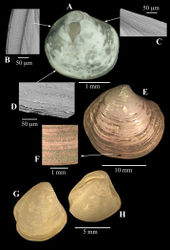 Figure 8. A–D Spinaxinus cf. sentosus Oliver & Holmes, 2006b. stn. 190, Captain Arutyunov MV. A digital image of right valve B SEM, periostracum on posterior margin C SEM, periostracum on anterior dorsal margin D SEM, periostracum on ventral margin. E–F Thyasira sp., Regab pock mark E external of right valve F periostracum. G–H Thyasira striata, Sturany, MEDINAUT, Eastern Mediterranean G external of right valve H oblique view showing posterior sulci.
