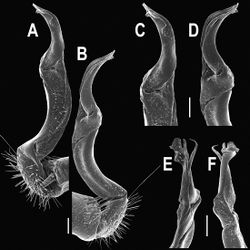 Figure 67. Orthomorpha pterygota Golovatch, 1998, ♂ from Panwa Cape. A, B right gonopod, mesal and lateral views, respectively C–F distal part of right gonopod, mesal, lateral, subcaudal and suboral views, respectively. Scale bar: 0.2 mm.