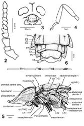 Figures 2–6. Pyrocoelia prolongata Jeng and Lai, female 2 Antenna 3 Partial head in frontal aspect (frons, antennal sockets, clypeus-labrum, and mandibles), antennae removed 4 Hind leg (metatrochanter–metatarsus) 5 Thoracic segments (TH1–3), coxae (CX1–3), and first abdominal segment (AB1), lateral aspect; sp (#) = spiracle on #th segment 6 Abdominal segments 6–8, ventral aspect, T#, P#, and S# = abdominal tergite, pleurite, and sternite of #th segment; PO = photogenic organs.