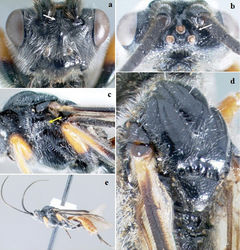 Figure 12. Crassomicrodus oaxaquensissp. n. Female a anterior view of head, arrows indicate a median pyramidal-shaped elevation with two weakly defined tubercles b dorsal view of head, arrow indicates posterior surface of antennal sockets rugulose c lateral view of mesosoma, arrow indicates subalar lobe separated from mesopleuron by wide groove d dorsal view of mesosoma e female habitus.