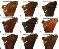 Figure 8. Lateral ‘head’ profiles of males of species of Austrarchaea from south-eastern Queensland and extreme north-eastern New South Wales (including the Border Ranges), showing variation in carapace shape as quantified by the post-ocular ratio (P.O. Ratio) and ratio of highest point of carapace relative to post-ocular length (HPC Ratio): A, holotype A. alani sp. n.; B, holotype A. aleenae sp. n.; C, holotype A. judyae sp. n.; D, holotype A. raveni sp. n.; E, holotype A. harmsi sp. n.; F, holotype A. clyneae sp. n.; G, holotype A. cunninghami sp. n.; H, holotype A. dianneae sp. n.; I, A. nodosa (Forster, 1956) (QMB S75416). Asterisks (*) denote concave depressions.