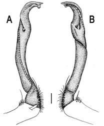 Figure 76. Orthomorpha subkarschi Golovatch, 1998, ♂ holotype. A, B left gonopod, mesal and lateral views, respectively.Scale bar: 0.2 mm.