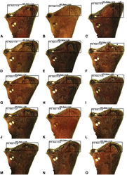 Figure 7. Lateral ‘head’ profiles of females of species of Austrarchaea from mid-eastern Australia, showing variation in carapace shape as quantified by the post-ocular ratio (P.O. Ratio) and ratio of highest point of carapace relative to post-ocular length (HPC Ratio): A, allotype A. alani sp. n.; B, allotype A. aleenae sp. n.; C, allotype A. judyae sp. n.; D, allotype A. raveni sp. n.; E, allotype A. harmsi sp. n.; F, allotype A. monteithi sp. n.; G, allotype A. cunninghami sp. n.; H, allotype A. dianneae sp. n.; I, A. nodosa (Forster, 1956); J, allotype A. platnickorum sp. n.; K, allotype A. binfordae sp. n.; L, A. milledgei sp. n. (WAM T112568); M, allotype A. mascordi sp. n.; N, allotype A. smithae sp. n.; O, allotype A. mcguiganae sp. n. Asterisks (*) denote concave depressions.