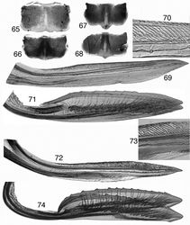 Figures 65–74. Tungurahualini, female terminalia 65–68 sternite VII 65 Tungurahuala acuminata 66 Ilyapa bifida 67 Ilyapa longispina 68 Ilyapa viridis 69–71 Tungurahuala acuminata 69 first valvula 70 same, detail of dorsal sculptured area 71 second valvulae 72–74 Ilyapa longispina 72 first valvula 73 same, detail of dorsal sculptured area 74 second valvulae