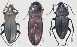 Figure 17. Habitus images A Abacoleptus carinatus B Abacoleptus paradoxus, holotype C Abacoleptus curtus, holotype.