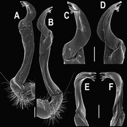 Figure 93. Orthomorpha insularis Pocock, 1895, ♂ from Doi Suthep National Park. A, B right gonopod, mesal and lateral views, respectively C-F distal part of right gonopod, mesal, lateral, suboral and subcaudal views, respectively. Scale bar: 0.2 mm.