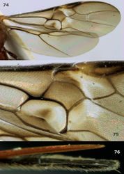 Figures 74–76. Megalommum pistacivoraesp. n., paratype female. 74 wings 75 detail of fore wing 76 apex of ovipositor.