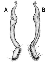 Figure 8. Orthomorpha coarctata (De Saussure, 1860), ♂ syntype of Orthomorpha coarctata gigas Attems, 1927. A, B right gonopod, lateral and mesal views, respectively.
