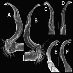Figure 98. Orthomorpha isarankurai sp. n., ♂ holotype. A, B right gonopod, mesal and lateral views, respectively C-F distal part of right gonopod, mesal, lateral, suboral and subcaudal views, respectively. Scale bar: 0.2 mm.