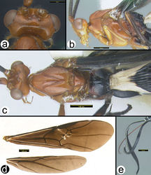 Figure 16. Braunsia sumatrana Enderlein a dorsal head b lateral head and mesosoma c dorsal head and mesosoma d wings e ovipositor and sheaths.